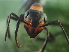Formica polyctena