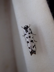 Ethmia anthracopis