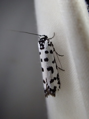 Ethmia anthracopis