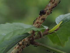 Technomyrmex brunneus