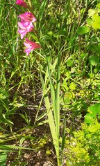 Gladiolus illyricus