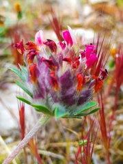 Anthyllis vulneraria rubriflora