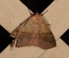 Ophyx ochroptera