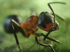 Formica polyctena