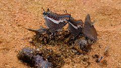 Charaxes saturnus saturnus