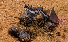 Charaxes saturnus saturnus