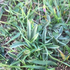 Ditaxis acaulis