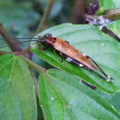 Mnesibulus bicolor
