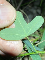 Passiflora aurantia aurantia