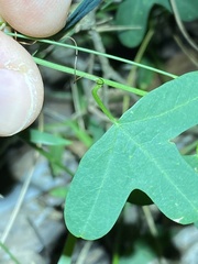 Passiflora aurantia aurantia