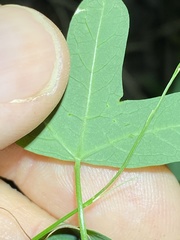 Passiflora aurantia aurantia