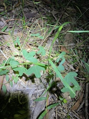 Passiflora aurantia aurantia