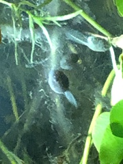 Bufo bankorensis
