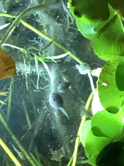 Bufo bankorensis