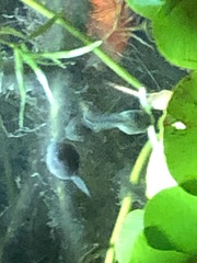 Bufo bankorensis