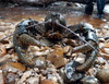 Giant Freshwater Crayfish - Photo (c) john lenagan, some rights reserved (CC BY-NC), uploaded by john lenagan