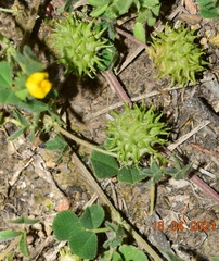 Medicago rigidula