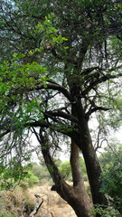 Xanthocercis zambesiaca