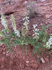 Astragalus racemosus