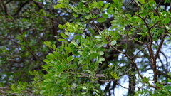 Xanthocercis zambesiaca