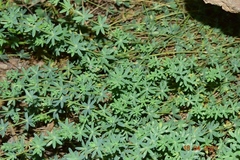 Galium pruinosum
