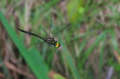 Somatochlora uchidai