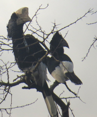 Bycanistes subcylindricus