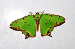 Agathia pisina