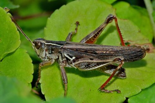 New Zealand Grasshopper