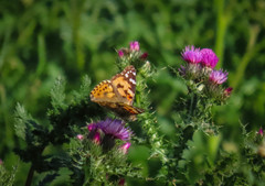 Vanessa cardui