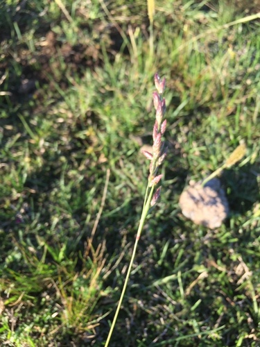 Tridens hackelii