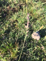 Tridens hackelii