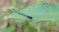 Pseudagrion hamoni