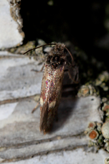 Heringocrania unimaculella
