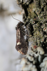 Heringocrania unimaculella