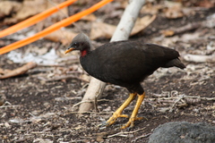 Micronesian Megapode photo 4