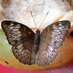 Adoliadini