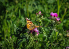 Vanessa cardui