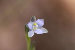 Thelymitra tholiformis