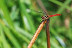 Sympetrum parvulum