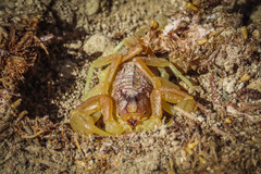 Buthus occitanus