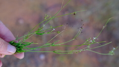 Cordylostigma virgatum