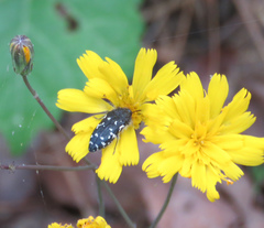 Acmaeodera ornata