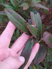 Campomanesia pubescens
