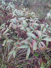 Campomanesia pubescens