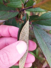 Campomanesia pubescens