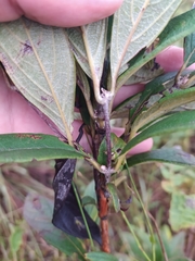 Campomanesia pubescens