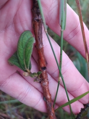 Campomanesia pubescens