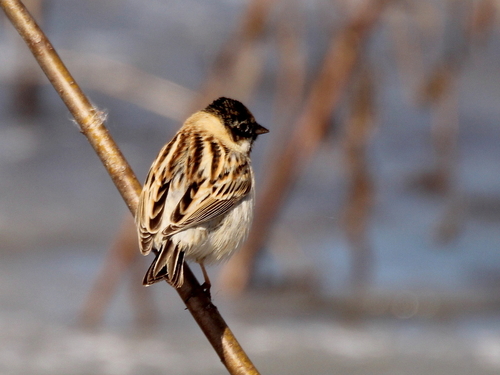 Pallas's Bunting