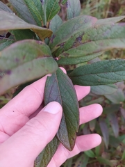 Campomanesia pubescens